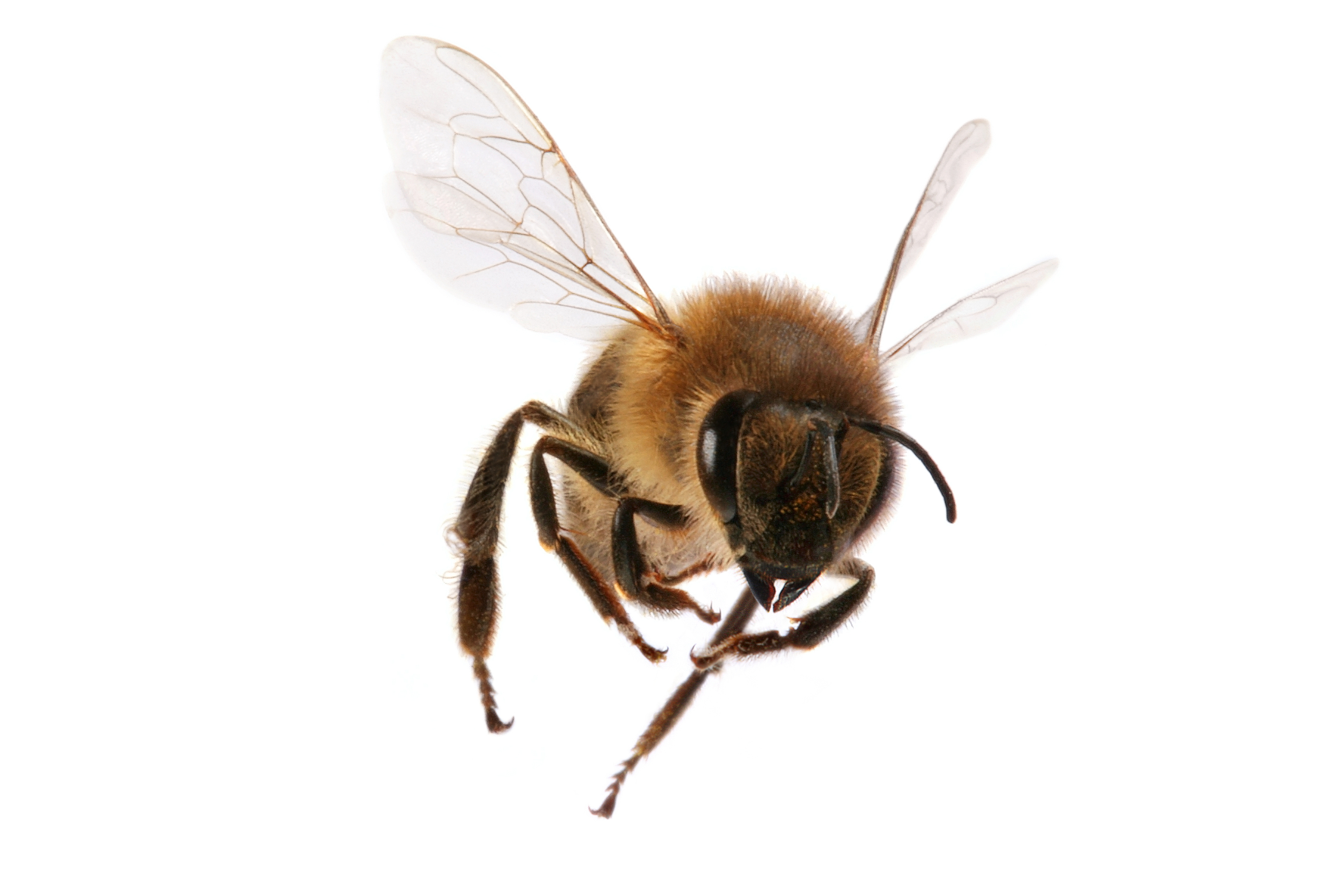 Vorsicht Insektenstich